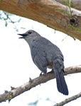Gray Catbird 8138